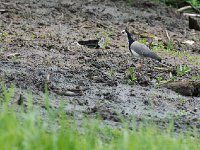 Vanneau à ailes blanches - Vanellus crassirostris