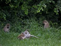 Vervet bleu - Chlorocebus pygerythrus